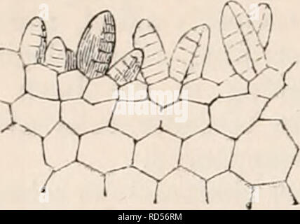 . La cyclopaedia d'anatomie et physiologie. Anatomie ; physiologie ; Zoologie. 25* LA REPRODUCTION, Légumes Légumes (ovule). à l'axe de la fronde. Ceci est suivi de chaque côté par des, et ensuite par la Fig. 200.. r section verticale de marbre du gem-pochette de Lunularia, 50 diam. Le club des rudiments en forme de pierres précieuses sont joints par leur base à la couche superficielle de cellules, qui sont beaucoup plus petites que celles sur lesquelles ils sont pris en charge. cloisons verticales, qui sont en parallèle. Les résultats d'où un organe bilatéral, les surfaces des Fig. 201.. Veuillez noter que ces images sont extraites Banque D'Images