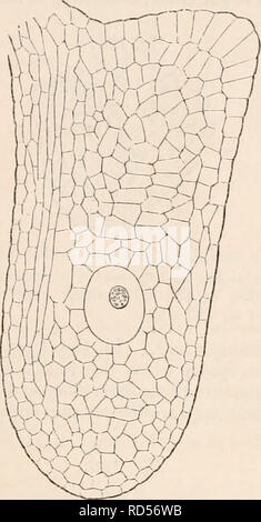 . La cyclopaedia d'anatomie et physiologie. Anatomie ; physiologie ; Zoologie. Je m'allonge, la reproduction végétale (VEGETAHLE ovule). 106. Hippiiris vulgaris* - The ana- en un tube supérieur, un ami d'un sphéroïde&Lt ; tropous de l'ovule est composé d'une usine de boîtes cylin- compartiment inférieur beaucoup plus petit noyau d'clrical étain tissu cellulaire délicate, d'un côté de laquelle est observée une crête charnue longitudinale, se terminant au dessus dans une courte funi- culus, par laquelle l'ovule est suspendu de l'apex de l'ovaire unicellulaires. L'un des Fig. 191. cellules centrales de ce noyau devient plus grande Fig. 190.. Banque D'Images