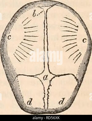 . La cyclopaedia d'anatomie et physiologie. Anatomie ; physiologie ; Zoologie. et irradiant vers- Fig. 375. La membre de ces os, il s'ensuit que les angles seront incomplètes lorsque le reste de l'os est formé. Sur ce compte c'est que, aux quatre angles de chaque pa- rietal l'os, il y a un spot qui ossific membraneux la question n'a pas atteint, quand, dans d'autres parties, c'est joint à l'os environnant. Ces espaces sont appelés des fontanelles ; deux d'entre eux sont situés sur la ligne médiane et mieux ; et deux autres inferiorly et dans chaque région latérale. La partie postérieure de la super Banque D'Images