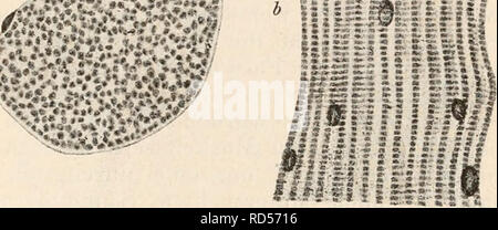 . Elektrophysiologie. Bau und der Structur Muskeln. 27 schichte. Un analogueen Bau zeigen die entsprechenden auch Muskehi vieler anderer Fische. Bei der höheren Wirbelthieren Stanimes zeigt Der Querschnitt- muskeln in der Regel polygonale Felder, welche durch nur Sarkoplasma getrennt von Mengen geringe sind (Cohnheimsche Felder, fig. 18 a). Es giebt doch auch hier noch Unterschiede, entsprechend den trüben hellen Muskeln und der, reichlicheren spärlichen wickelung- oder ent des Sarkoplasmas. Bei den Amphibien herrschen tous les im- die gemeinen hellen Fasern vor ; à l'exception bildet die eine est ke Banque D'Images