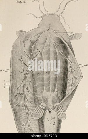 . Elektrobiologie, die Lehre von den elektronischen Vorgängen im Organismus auf Grundlage moderner dargestellt. L'électrophysiologie. Fig.35. (Zitterwels Malapte nachBilharz- rurus). H H, 00 Haut ach warte mit elektrischem Orpan, N elektrischer Moujafa, rr Äste desselben, Seitenmuskel Bauchmuskel Ml, M... Veuillez noter que ces images sont extraites de la page numérisée des images qui peuvent avoir été retouchées numériquement pour plus de lisibilité - coloration et l'aspect de ces illustrations ne peut pas parfaitement ressembler à l'œuvre originale.. Bernstein, Jules, 1839-. Braunschweig, F. Vieweg Banque D'Images