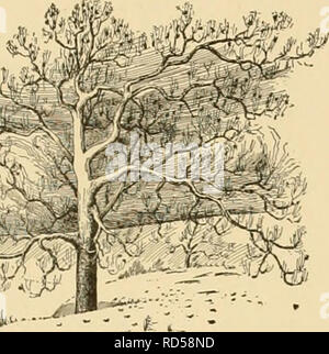 . Cyclopedia of American horticulture : comprenant des suggestions pour la culture de plantes horticoles, les descriptions des espèces de fruits, légumes, fleurs et plantes ornementales vendues aux États-Unis et au Canada, ainsi que des notes biographiques et géographiques. Jardinage ; horticulture ; horticulture ; l'horticulture. Il attainsâtrunks PLATANUS size de 30 pieds de diamètre et plus sont signalés à existâand a été planté comme un arbre d'ombrage dans l'Asie et l'Europe S. W., et aujourd'hui c'est encore l'un des préféré des arbres de rue tout au long de la régions tempérées de l'Europe. Elle a également été reconnue Banque D'Images