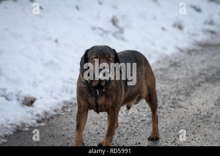 Chien croisé obèses en promenade par une journée d'hiver Banque D'Images