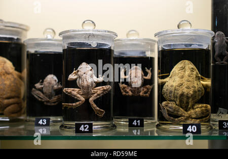 Grenouilles dans un contenant de verre préservé et conservé dans du formol. Conservé dans des flacons de liquide de la grenouille. Les échantillons humides. Banque D'Images