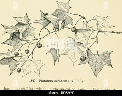 . Cyclopedia of American horticulture, comprenant des suggestions pour la culture de plantes horticoles, les descriptions des espèces de fruits, légumes, fleurs et plantes ornementales vendues aux États-Unis et au Canada, ainsi que des notes biographiques et géographiques. Le jardinage. Il attainsâtrunks PLATANUS size de 30 pieds de diamètre et plus sont signalés à existâand lias été planté comme un arbre d'ombrage dans l'Asie et l'Europe S. W., et aujourd'hui c'est encore l'un des préféré des arbres de rue tout au long de la régions tempérées de l'Europe. Il a également été reconnu dans ce pays comme l'un des meilleurs s Banque D'Images