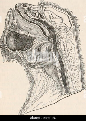. La cyclopaedia d'anatomie et physiologie. Anatomie ; physiologie ; Zoologie. 214 QUADRUMANES. os clitoridis, qui devient de plus en plus à son extrémité antérieure. RUDOLPIII semble avoir été trompé par elle, dans sa description d'une présomption d'hermaphroditical singe. Il est très probable qu'il n'examine pas un hermaphrodite, mais une femelle Ccbus cajmcinus* Fig. 13-t.. Coupe verticale de l'lione hyoïde larynx et de ma- cete alonnatta. (Après Sandifort.*) à propos de l'embyro Cebince-Genèse du RUDOLPHI publié quelques avis intéressants. Il a fait observer à l'Onistitis que l'ompha- vésicule loid persiste t Banque D'Images