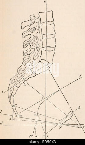 . La cyclopaedia d'anatomie et physiologie. Anatomie ; physiologie ; Zoologie. 134. Bassin. En vingt-cinq hommes, neuf ont été de 116° à 112°, 5 à partir de 115° à 117°, 9 dans la région de 1-20° à 125°, et deux seulement 130°. En vingt-cinq femmes, neuf ont été- à partir de 120° à 125°, 8 de 128° à 130°, 5 à partir de 133° à 140°, deux ont été 145°, et l'un, un sujet âgé, 118° seulement. Fig. 81.. A' 9- Diagramme (sl'ujhily modifiés à partir d'Naegele) d'un bassin féminin formé-^ montrant les angles de inclina- tion et des haches. Nous pouvons déduire de ces 117° comme la moyenne de l'angle sacro vertébral dans l'homme, et 130° comme la même un Banque D'Images