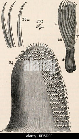 . La cyclopaedia d'anatomie et physiologie. Anatomie ; physiologie ; Zoologie. 176. PTEROPODA sont creux, et que leurs empreintes communiquer avec la cavité commune de la tête : ils ont de même leurs muscles appropriés, et chacun reçoit un grand culot dérivé immédiatement de la partie antérieure de l'œsophage supra-ganglion. Quant à l'utilisation de ce dispositif élaboré, il y a toujours place à la spéculation. Le capitaine Holboll, bien qu'il n'ob- fréquemment servi eux porrected, tandis que la créature était natation, n'a jamais vu ces employés comme instruments de drageons ou de préhension ; néanmoins, il semble impossible de Banque D'Images