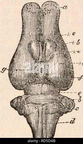 . La cyclopaedia d'anatomie et physiologie. Anatomie ; physiologie ; Zoologie. Fig. 116. ,--Fs. -3, Bi'di/Macroptts mnjur j uf., le cerveau de l'herbivore Marsu- pials sont plus compliqués que ceux de l'un des Mammifères Rongeurs. Le cervelet présente l'habitude près-set, sub-parallèle, trans- circonvolutions verset : il est remarquable pour la grande taille proportionnelle de la médiane ou le vermicompostage- forme lobe, en comparaison avec les lobes latéraux, en particulier dans les insectivores et carnivores marsupiaux, où cette condition est associée à une diminution correspondante de leur com- missural ou bande Banque D'Images