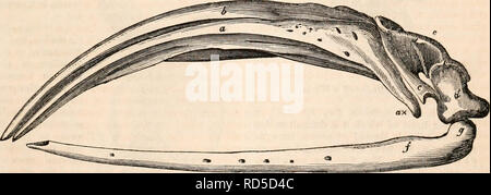. La cyclopaedia d'anatomie et physiologie. Anatomie ; physiologie ; Zoologie. Des cétacés. 567 appareils des les narines. Afin de consti- tute cette partie, l'un des processus tient à l'autre, de manière presque d'entrer en contact avec lui pour les deux tiers antérieurs ; mais ils s'éloignent vers l'une de l'autre afin de donner passage à l'orifice de purge. La cavité sous cette singulière bony pent-maison est occupé par un interlacement des nombreux processus, osseux et par un proche et de sub- stance fibreuse dure.* Si nous supposons que le crâne d'un dauphin à être proportionnellement très raccourcies, les marges Banque D'Images
