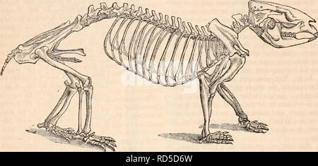 . La cyclopaedia d'anatomie et physiologie. Anatomie ; physiologie ; Zoologie. 280 MARSUPIALIA. entre les neuf dernières vertèbres de la queue. Dans le Petaurists, Phascogales, et Da- syures, où la queue sert de balancier, ou sert, à partir de la les cheveux longs et épais avec lequel elle est vêtue, comme une couverture portable pour garder le nez et les extrémités au chaud pendant le sommeil, l'subvertebral arches sont également présents, mais en moins nombre et de plus petites taille relative. Ils sont ici principalement soumis à l'attachement des muscles, leur bureau plus mécanique de la défense de la caudale de navires du prés Banque D'Images