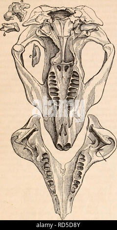 . La cyclopaedia d'anatomie et physiologie. Anatomie ; physiologie ; Zoologie. 270 MARSUPIALIA. Fig. 94.. Phascolomys. forme un tube osseux complet, environ la moitié d'un pouce de longueur, avec un extérieur irrégulier ; c'est coincé entre la mastoïde et processus articulaire de l'os temporal. Dans le cercle le Potoroo bony est incomplète à la partie supérieure ; dans le Perameles et Da- syures l'os tympanique forme un demi-cercle, la partie postérieure étant insuffisantes, et la membrane tym- panique il y étant rattaché à une des- elle est triée par ordre croissant de l'élément de processus squamous de l'os temporal. Ici nous avons une ap- proche pro Banque D'Images