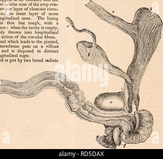 . La cyclopaedia d'anatomie et physiologie. Anatomie ; physiologie ; Zoologie. 534 CEPHALOPODA. partie supérieure d'un ovale (gésier m, Jig. 219) situé au bas de l'palhal sac. Près de l'endroit où ce tube entre, l'intestin (n, Jig. 219) se poursuit à la gésier, et après un cours de quelques lignes communique avec un petit sachet laminé ou ap- pendage (p, Jig. 219) analogue à la spirale de co3cum la seiche, dans laquelle la sécrétion biliaire est versé : de là l'intestin est poursuivi, deux fois plié sur lui-même, mais sans réels variables dans ses dimensions, à son ter Banque D'Images