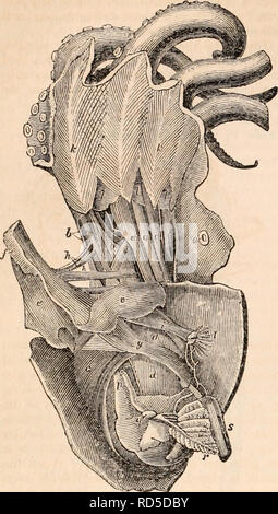 . La cyclopaedia d'anatomie et physiologie. Anatomie ; physiologie ; Zoologie. 530 des céphalopodes. Fig. 216.. Muscles du poulpe, Octopus vulgarités. Faisceaux de fibres musculaires (b, b, 216), sont la suite de la paire de pieds ventrale et la partie arrière du crâne, à la base de l'entonnoir sur le septum musculaire, qui divise longitudinalement la cavité branchiale. D'autres fibres descendent pour rejoindre la tunique musculaire enveloppant le foie et l'œsophage (d, d) ; mais les fibres de cette partie lieu principalement de la partie postérieure de la cartilage céphalique. Le septum de la chambre branchiale ci-dessus- moi Banque D'Images