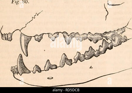 . La cyclopaedia d'anatomie et physiologie. Anatomie ; physiologie ; Zoologie. 258 MARSUPIALIA ordre. de leurs affinités, les rares et de formes diversifiées de cette implacental groupe qui sont à présent connus. Dans la classification de subjoined les modifica- tions de l'appareil digestif ont été prises comme le guide pour la formation des principaux groupes de la Marsupialia. Le Continent, cependant, dans lequel le mar- supials existent en plus grand nombre et variété, est caractérisée par le manque de matière organisée sur sa surface, et par conséquent quelques-unes des espèces sont nourris par un régime alimentaire bien défini. Pas de Banque D'Images