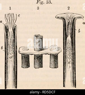 . La cyclopaedia d'anatomie et physiologie. Anatomie ; physiologie ; Zoologie. Tubipora musica. pora (fig. 52.)se compose de plusieurs étapes de cy- lindrical tubes placés parallèlement les uns aux autres, ou très légèrement différentes. Ces tubes sont- sepa les uns des autres par des intervalles considérables, mais s'appuyer mutuellement les uns les autres par l'inter- position des plaques horizontales externes formés de la même substance dense comme eux-mêmes, par laquelle ils sont unis ensemble, afin qu'une masse de ces tubes présente un arrangement quelque chose comme celle de la tuyauterie de l'orgue ; d'où le nom trivial de musica qui t Banque D'Images