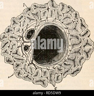 . La cyclopaedia d'anatomie et physiologie. Anatomie ; physiologie ; Zoologie. L'ANATOMIE NORMALE DU FOIE. 167 de l'épiploon, et qui les accompagne le long des canaux interlobulaires et portail de fissures à leur distribution dans la substance des lobules. Il constitue pour chacun des lobules une capsule distincte qui investit sur tous les côtés à l'exception de sa base, et est ensuite ex- panded sur l'ensemble de l'extérieur de l'orgue, constituant une capsule de la foie. La capsule de Glisson sert à maintenir la veine porte, artère hépatique et biliaire supérieur en rapport avec chaque oth Banque D'Images