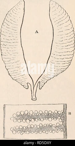 . La cyclopaedia d'anatomie et physiologie. Anatomie ; physiologie ; Zoologie. L'additionneur commun, dans lequel les ovules sont descendus pour occuper les deux oviductes, cinq dans la droite, et trois dans la gauche : l'infundibulum est indiqué dans chaque conduit d'ovi- ; a'a, les ovaires droit et gauche, chacun formant un sac, vers l'ouverture près de l'infundibulum pour l'exercice de l'ova, qui, lorsqu'il est mûr, tombent dans l'intérieur du sac, et de là, passer dans l'oviducte. pear à être aussi direct, et il y a plusieurs autres moyens par lesquels l'ova, lorsqu'ils se sont échappés dans la cavité abdominale, atteindre l'extrémité ouverte de l'o Banque D'Images