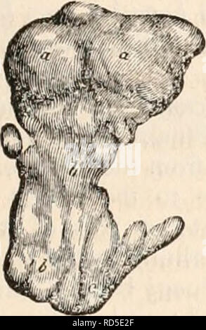 . La cyclopaedia d'anatomie et physiologie. Anatomie ; physiologie ; Zoologie. Organes lacrymal. 89 sion d'une taille suffisante pour recevoir le point du pouce, situé dans le toit de l'orbite à sa partie supérieure et l'angle, juste à l'intérieur de l'extrémité de l'extérieur en surplomb arcade sourcilière. L'glande lacrymal supérieur est d'un ovale ou triangulaire, sur environ les trois quarts de pouce de diamètre le plus long de son et environ la moitié d'un pouce de diamètre. Elle est aplatie de haut en bas. Sa surface supérieure est convexe ; son plan inférieur ou concave. Le bord le plus épais de la glande est tournée vers l'extérieur. La glande est d'un Banque D'Images