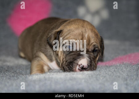 Chiot Bulldog âgé de 17 jours Banque D'Images