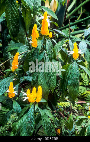 Pachystachys lutea dans la culture des fleurs dans un environnement tropical Banque D'Images