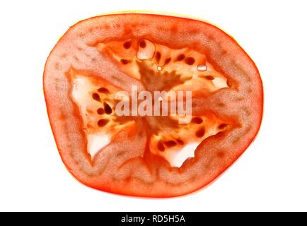 La tomate (Solanum lycopersicum), section transversale Banque D'Images