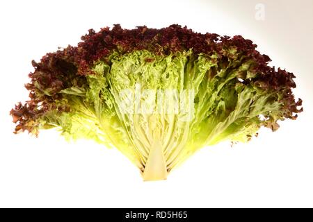 Lollo Rosso la laitue (Lactuca sativa var crispa), tranchés Banque D'Images