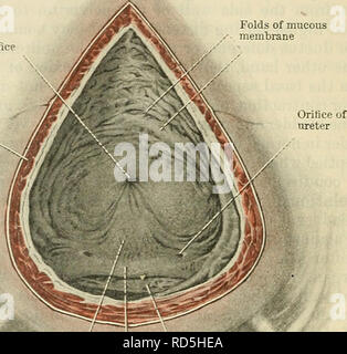 . Cunningham's Text-book de l'anatomie. L'anatomie. 127S L'UMNO-génitales SYSTÈME. de ce canal. Les uretères percer la paroi vésicale très obliquement, et ainsi la minute orificium ureteris, ou l'ouverture, de chaque a une figure elliptique. La frontière latérale de chaque ouverture est formé d'une mince, pli en croissant, qui, lorsque la vessie est gonflée artificiellement dans les morts sous réserve, agit comme une soupape dans la prévention de l'eau ou l'air de pénétrer dans l'uretère. D'où le terme " valvula ureteris " est parfois utilisé pour désigner le repli. Dans la vessie vide l'orifice urétral et les ouvertures de la tw Banque D'Images