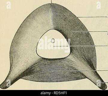 . Cunningham's Text-book de l'anatomie. L'anatomie. 1274 LE SYSTÈME UKINO-génitales. Sommet de la vessie. Frontière latérale Infero-région latérale de la prostate vessie 01 avec du fond de l'uretère vessie apparaissant comme si elle était soudainement rétrécies pour former l'urètre. La partie de la paroi vésicale postérieure à l'orifice urétral, qui s'adresse à l'homme vers la paroi antérieure du rectum et se trouve en dessous et à l'avant de la cloison recto-pochette vésicale, est appelé le fundus vesicae ou à la base de la vessie ; il est étroitement lié à l'- vésicules séminales et ampoule ? Du canal deferentes. La corres- partie pointe o Banque D'Images