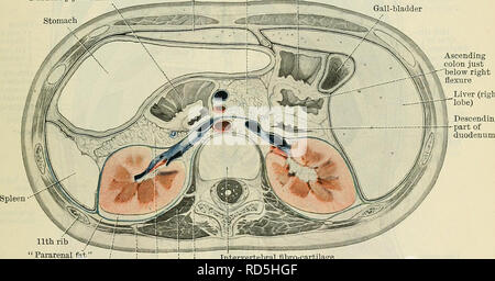 . Cunningham's Text-book de l'anatomie. L'anatomie. Les reins. 1259 dans son ensemble, l'arrière et le dedans, et que les projets dans la cavité abdominale en avant et latéralement. Par conséquent, il arrive que la frontière latérale se trouve sur un plan postérieur au bord médial. Le rein est tourné de cette manière sur l'axe à un tel degré que la marge médiale et hile sont à peine visible de derrière, et qu'une vue restreinte de la frontière latérale peut être obtenu à partir de l'avant (Fig. 979 et 980). Les reins sont placés derrière le péritoine, et projet dans la partie postérieure de l'abdomen ca Banque D'Images