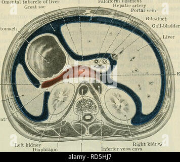 . Cunningham's Text-book de l'anatomie. L'anatomie. Le péritoine. 1239 frontière du ligament hépato-duodénale, passant jusqu'à partir de la partie supérieure du duodénum au pédicule hépatique, et contenant entre ses deux couches la veine porte, artère hépatique, et du canal biliaire. En arrière, se trouve la veine cave inférieure, couverts, bien sûr, par le péritoine. Ci-dessus, est placé le processus caudé de bourse omentale épiploïques bacille de ligament suspenseur du foie sac grande artère hépatique de la veine splénique La rate du ligament gastro-ligament spléno-rénal. -L-graisse épiploïque foramen rein gauche diaphragme rein droit veine cave inférieure Banque D'Images