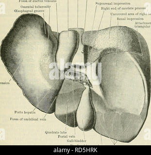 . Cunningham's Text-book de l'anatomie. L'anatomie. Le foie 1193 elle est séparée par le fossa de le canal d'Arantius. La gorge mène dans l'impression gastrique sur la face inférieure du lobe gauche (Fig. 938), et, lorsque dans le corps, se trouve en contact avec la droite ou la marge antérieure de l'orifice œsophagien du diaphragme (voir p. 1152 et Fig. 912), parfois aussi avec l'œsophage lui-même. Inférieur faciès (face inférieure).-c'est une surface en pente irrégulière, à l'oblique (fig. 938), qui a l'air vers le bas, en arrière et vers la gauche, et repose sur l'estomac, le petit Banque D'Images