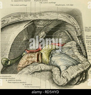 . Cunningham's Text-book de l'anatomie. L'anatomie. 1170 LE SYSTÈME DIGESTIF. sa mesure par gauche^ coupole du diaphragme, qui progressivement vers le bas des arches à l'arrière et sur la gauche pour atteindre le sol. La parole ou l'estomac "led" (Fig. 921) est un plateau en pente sur laquelle la face postérieure de l'estomac se repose, et par lequel il est pris en charge. Le lit est formé en arrière par le pôle supérieur du rein gauche (avec-supra-glande rénale) et la surface de l'estomac de la rate ; partie antérieure à cette échelle, par la face antérieure du pancréas ; et encore plus en avant, par le mesoco transversal Banque D'Images