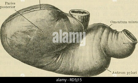 . Cunningham's Text-book de l'anatomie. L'anatomie. Ligamentum gastrocolicum gastrolienal B Ligamentum postérieure de l'épiploon Paries moins. L'antre du pylore pylori pylore. Veuillez noter que ces images sont extraites de la page numérisée des images qui peuvent avoir été retouchées numériquement pour plus de lisibilité - coloration et l'aspect de ces illustrations ne peut pas parfaitement ressembler à l'œuvre originale.. Cunningham, D. J. (Daniel Jean), 1850-1909 ; Robinson, Arthur, b. 1862, éd. New York, W. Wood Banque D'Images