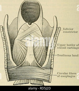 . Cunningham's Text-book de l'anatomie. L'anatomie. Les fibres longitudinales de la trachée des divergents Fig. 909. Dissection - pour montrer l'arrangement des fibres musculaires sur la face postérieure de l'œsophage et du pharynx. Remonter vers le haut, les fibres musculaires de l'ocde- phagus sont vus pour séparer la partie postérieure ; passage de tour sur les côtés, ils forment deux bandes longitudinales qui répondent en avant et sont unis au cartilage cricoïde, comme illustré dans la figure suivante.. Bande tendineux fibres circulaires de l'œsophage bandes longitudinales Fig. 910.-La partie inférieure du pharynx et de la partie supérieure de t Banque D'Images