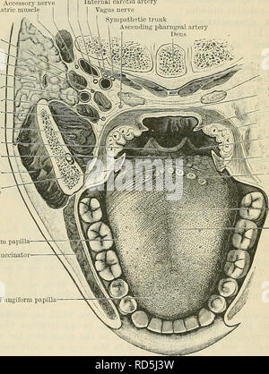 . Cunningham's Text-book de l'anatomie. L'anatomie. 1146 LE SYSTÈME DIGESTIF. À partir de la face postérieure du glosso-palatin arch une mince repli triangulaire de la muqueuse, appelée la plica triangularis, passe à l'envers. Sa base correspond à la glosso-palatin arch, son bord supérieur est libre, et le passe vers le bas et en arrière, pupilles de l'amygdale se recoupent fréquemment. Son bord inférieur est fixé sur le côté de la langue. Il couvre, en dedans, la partie inférieure de la fosse amygdalienne. L'amygdale palatine présente des formes très différentes d'un sujet à l'autre. Il peut s'avancer de la Fossa int Banque D'Images