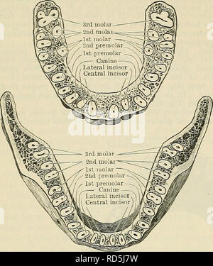 . Cunningham's Text-book de l'anatomie. L'anatomie. 1120 LE SYSTÈME DIGESTIF. (Fig. 886). Cet arrangement est provoquée en grande partie par la grande largeur des incisives centrales supérieures par rapport à leurs semblables de la mandibule, qui lance les canines supérieures et les dents dans une position derrière celui de la même - du nom de l'ensemble des dents inférieures. Mais, comme le sont plus grandes molaires inférieures dans leur diamètre antéro-postérieur à ceux de la ligne supérieure - et cette remarque vaut en particulier pour les troisièmes molaires -les deux arcades dentaires résilier derrière à peu près au même point. La partie supérieure de soins dentaires Banque D'Images