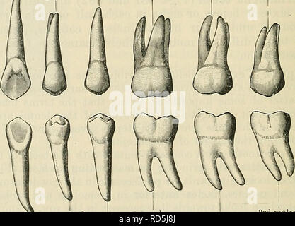 . Cunningham's Text-book de l'anatomie. L'anatomie. • [ L'Incisive latérale 1ère 1ère prémolaire molaire molaire | 3ème Canine incisive centrale • 2e molaire prémolaire 2e fig. 882.-Les dents permanentes du côté droit, l'aspect multilingue. La ligne supérieure montre les dents du haut, la ligne inférieure les dents du bas. Le cingulum est distinct sur les incisives supérieures et les deux canines, le tubercule lingual sur l'incisive latérale supérieure et les canines supérieures. l'angle latéral de la couronne est plus arrondie que la médiane. Le contre-batteur linguale de la couronne dans les incisives supérieures est généralement limitée à la gencive par une crête en forme de un Banque D'Images