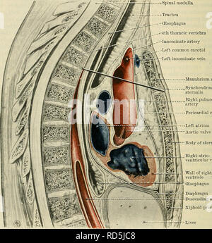 . Cunningham's Text-book de l'anatomie. L'anatomie. 1090 Le KESPIRATOKY SYSTÈME. gros vaisseaux qui ressort d'elle ; (2) les veines innommé et une partie de la veine cave supérieur ; (3) la trachée, l'œsophage, et le canal thoracique ; (4) l'activité phrénique, vagi, nerfs cardiaques et, et le nerf récurrent gauche ; (5) le thymus. Le médiastin moyen est la partie large de la zone qui contient le péricarde, et se trouve en dessous du médiastin supérieur. En plus du péricarde et son contenu au médiastin contient les nerfs phréniques et leurs navires. La face ventrale du médiastin, c'est que pa Banque D'Images