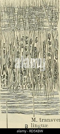 . Cunningham's Text-book de l'anatomie. L'anatomie. La substance musculaire de la langue se compose de deux séries de muscles symétriques placées de chaque côté d'un raphé membraneux dans le plan médian. La série comprennent (1) M extrinsèque"™supérieure 118 M" HBgu^alis muscles découlant de l'^« wlww doux Palais&gt ; processus styloïde hyoïde, /, Mllt, et l'os maxillaire inférieur, et (2) des muscles intrinsèques propres à la langue elle-même. Chaque ensemble se compose de quatre séries de muscles. A. La preuve extrinsèque mus- cles sont au nombre de quatre : (1) (2), genioglossus hyo- glossus, (3) styloglossus, et (4) glossopalatinus. M. Geni Banque D'Images