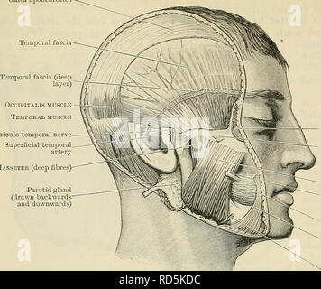 . Cunningham's Text-book de l'anatomie. L'anatomie. 456 LE MUSCULAK SYSTÈME. Galea aponeurotica fascia temporal. Nerf auriculo-temporal Ts-^^^viJ.'-^JIasseter artère t (fibres profondes) de la parotide (tirés en arrière et vers le bas) ocdli zygomaticum Orbicularis habitant oe quadratus labi ! Les fibres superficielles (Masséters superioris) conduit de la parotide Buccinator Triangularis externe de l'artère maxillaire musculaires Fig. 405.-muscles de la mastication (vue superficielle).. Veuillez noter que ces images sont extraites de la page numérisée des images qui peuvent avoir été retouchées numériquement pour plus de lisibilité - coloration et l'apparence de la Banque D'Images