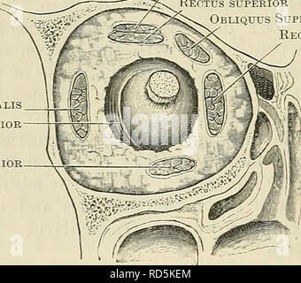 . Cunningham's Text-book de l'anatomie. L'anatomie. 452 LE MUSCULAE SYSTÈME. Nerve-Supply.-Les muscles du visage et du cuir chevelu sont toutes innervée par le nerf facial. La direction générale fournit l'auriculaire postérieur auriculaire postérieur et le muscle occipital ; les branches dans lesquelles il se brise dans la glande parotide fournir le frontalis, supérieures et les muscles auriculaires antérieur, l'plusieurs muscles associés à l'ouvertures de l'œil, le nez et la bouche (y compris le buccinator), et le muscle platysma. Actions. La variété presque infinie de l'expression du visage est produite en partie par l'action de ces muscles, par Banque D'Images