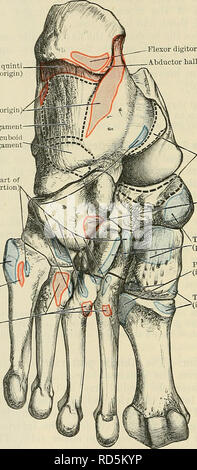 . Cunningham's Text-book de l'anatomie. L'anatomie. 432 LE MUSOULAE SYSTÈME. Les muscles de la plante du pied. Les muscles de la plante du pied sont divisibles en quatre couches placé sous l'aponévrose plantaire. La première couche comprend le ravisseur, hallucis, court fléchisseur et ravisseur dioiti quinti. La deuxième couche est constituée de l'lumbricales plantte et quadratus, ainsi que les tendons fléchisseurs du hallucis longus et flexor digitorum longus. La troisième couche comprend le flexor hallucis brevis, adductor hallucis digiti quinti, et ravisseur (origine) Quadratus plantae (ori Banque D'Images