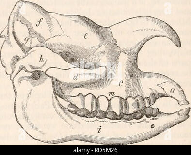 . La cyclopaedia d'anatomie et physiologie. Anatomie ; physiologie ; Zoologie. Les os frontaux sont de très grande ampleur, et en plus enveloppant la partie antérieure de la boîte crânienne, forment une grande partie de la cavité orbitaire. Chez le jeune animal (Jig. 469, ", ") ils sont toujours au nombre de deux, séparés par une suture le long de la ligne mésial, et dans l'American Tapir cette séparation est permanente ; mais en général ils deviennent con- solidated à un âge précoce, ne laissant aucune trace de leur séparation. Le cctlnnoid est, dans l'Pachydermata, de très grande taille, proportionnée à l'acuité o Banque D'Images