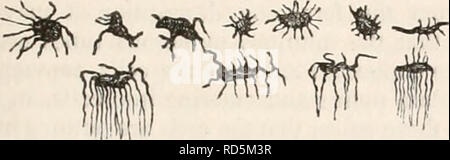 . La cyclopaedia d'anatomie et physiologie. Anatomie ; physiologie ; Zoologie. Le tissu osseux. 851 Fig. 453.. Le formulaire* pris en charge par les cellules osseuses dans l'homme. Fig. 454.. Veuillez noter que ces images sont extraites de la page numérisée des images qui peuvent avoir été retouchées numériquement pour plus de lisibilité - coloration et l'aspect de ces illustrations ne peut pas parfaitement ressembler à l'œuvre originale.. Todd, Robert Bentley, 1809-1860. Londres, Sherwood, Gilbert, et Piper Banque D'Images