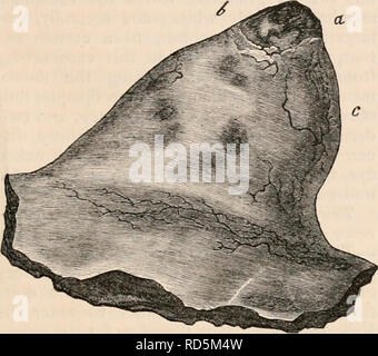 . La cyclopaedia d'anatomie et physiologie. Anatomie ; physiologie ; Zoologie. OVAKY- (FONCTIONS). 557 rally qu'il a trouvé dans l'ovaire un ou plusieurs fol- licles dans des conditions similaires à celles qui viennent d'être décrites. L'état ordinaire dans laquelle se trouve le follicule de Graaf a été expliqué à la p. 550. Des vésicules dans l'Etat il décrites peut être vu à tout moment dans l'ovaire sain, parfois près de la surface, et à d'autres enfouis plus profondément ; mais quand ils augmentent dans la croissance au-delà de cette taille, et se préparent à une rupture, d'un ou plusieurs seront toujours trouvés près de la périphérie de l'ovaire, ou d'augmentation de la Banque D'Images