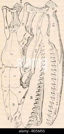 . La cyclopaedia d'anatomie et physiologie. Anatomie ; physiologie ; Zoologie. 828 SYSTÈME OSSEUX. (COMP. ANAT ) évident ; il est nécessaire que pour l'élève de recourir à des formes moins faussé de la tête à la fois de reconnaître la réalité de la resem- blance. En effet, la preuve devrait être à la hauteur, la manière dont l'ensemble des nerfs cérébraux font leur sortie du crâne serait en elle-même un argument convaincant. Dans tous les olher partie de l'axe cérébro-spinale les nerfs de manière variable- sont émis par les passages situés entre les vertèbres contiguës, qui sont appelés, à partir de ce cas, par Banque D'Images