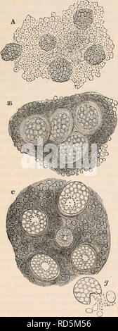 . La cyclopaedia d'anatomie et physiologie. Anatomie ; physiologie ; Zoologie. 55* de l'utérus et de ses appendices. Première étape. Origine du follicule de Graaf. -L'époque de la première apparition de la fol- licle dans l'ovaire est soumise à des variations considérables dans les différents ordres de mammifères. En tout il se produit à une période beaucoup plus tard que la première apparition de la tubes séminifères chez le mâle. Bischoff", qui a consacré beaucoup d'attention à l'examen de la follicule dans ses premières étapes de formation, n'a jamais été en mesure de découvrir la moindre trace de il chez le chien et le lapin avant Banque D'Images