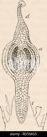 . La cyclopaedia d'anatomie et physiologie. Anatomie ; physiologie ; Zoologie. La reproduction, de légumes Légumes (ovule). Cette manière il devient bien implanté, il^ qui entoure en supposant que la forme d'une gaine, et de recevoir le nom de vagi- nnla. Au cours de ce processus, la partie dilatée de l'archégone a augmenté en taille, et a maintenant atteint environ dix fois sa longueur initiale. Enfin, il laisse place à sa ligne de jonction avec l'vaginula, et est porté sur- le sommet de l'allonger encore les fruits. 77. Développement des spores. - La partie supérieure de l'cylindri Banque D'Images