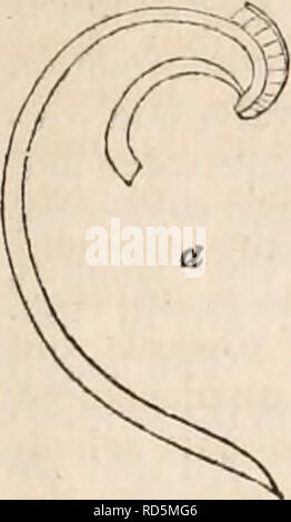 . La cyclopaedia d'anatomie et physiologie. Anatomie ; physiologie ; Zoologie. C'ONCHIFERA. 709. Pholas. Fig. 364. Ces appendices sont les premières parties du cardinal les dents. Il y a un fait qui mérite d'être souligné dans le cadre de ce genre ; c'est qu'il n'y a pas trouvé de ligaments, et que le cardinal edge, pliée sur elle-même (rentrc svr Uii- ini'nie), n'est pas aplatie et placés dans les mêmes conditions que pour l'autre conchifera. Une autre circonstance d'égale importance à mentionner est que les processus, dont nous venons de parler, sont enterrés dans la substance de l'animal, Banque D'Images